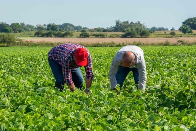 PINAR DEL RÍO-RECORRIÓ MINISTRO DE LA AGRICULTURA ÁREAS DE PRODUCCIÓN AGRÍCOLA DE CONSOLACIÓN DEL SUR Gustavo Rodríguez Rollero (I), Ministro de la Agricultura, intercambió con directivos y campesinos y los exhortó a continuar esforzándose para lograr los mejores resultados en las producciones agrícolas, durante un recorrido realizado por áreas de la empresa de tabaco Consolación del Sur, en Pinar del Río, Cuba, el 8 de diciembre de 2019. ACN FOTO/Rafael FERNÁNDEZ ROSELL/sdl